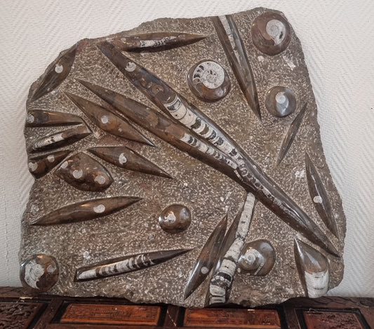 Stor Orthoceras/Ammonitt-plate – bilde 2 av 3