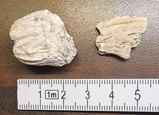 Balanus sp. – Fossil rankenfotkreps (rur) – bilde 2 av 3