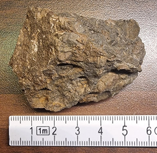 Fossilførende kalkstein – Raibler Schichten (5,5 x 4 cm) – bilde 2 av 4