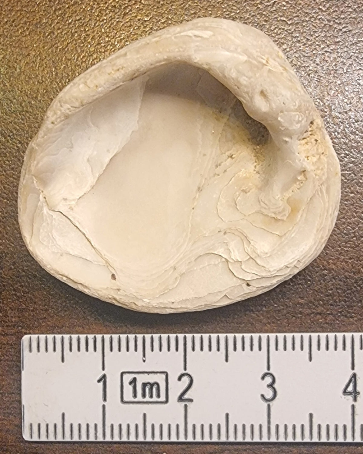 Fossil musling – Wiener Becken, Østerrike – bilde 2 av 2