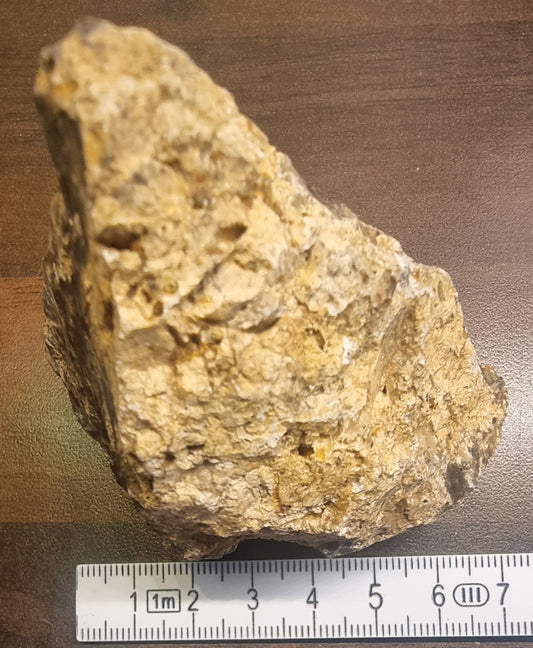 Forsteinet tre – Csaterberg, Østerrike – bilde 2 av 4