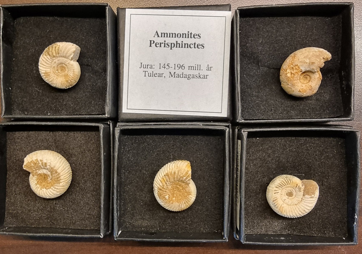 PERISPHINCTES – AMMONITT