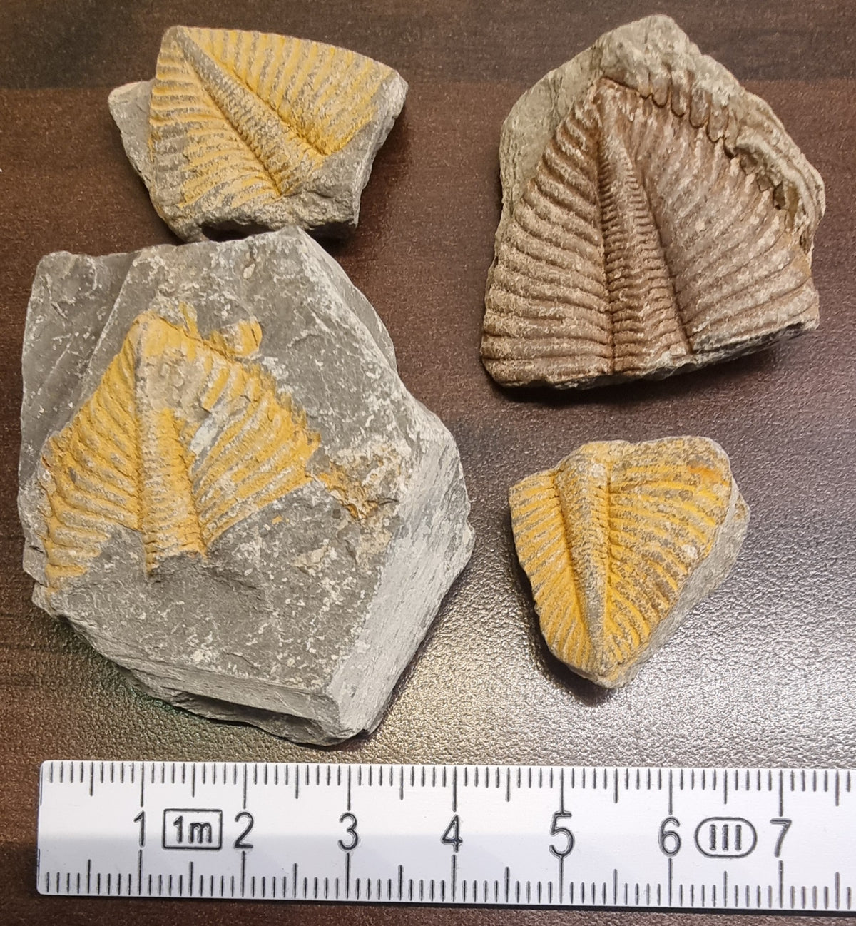 TRILOBITT – FOSSIL