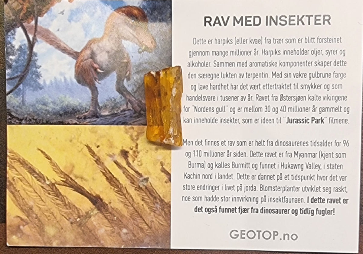 RAV MED INSEKTER – MYANMAR