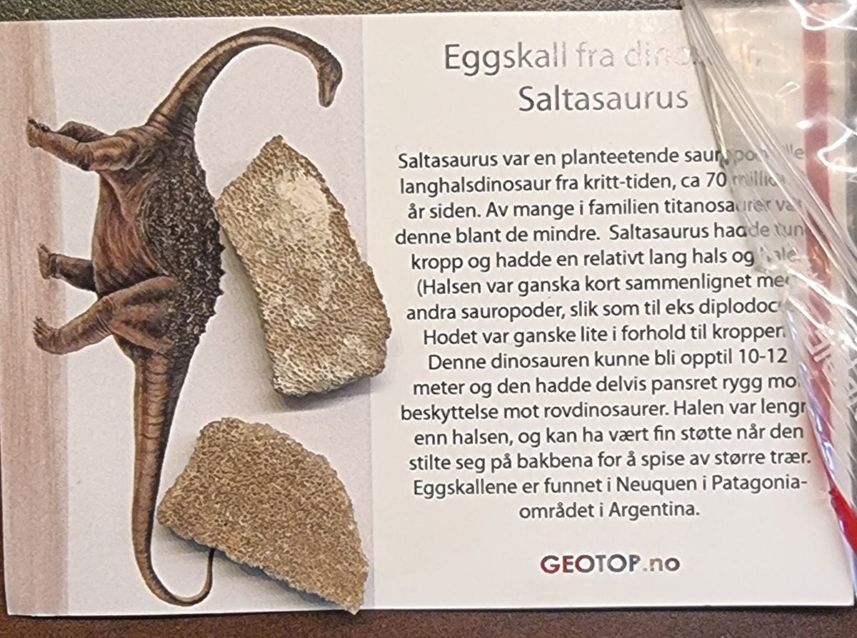 DINOSAUR-EGGSKALL – SALTASAURUS