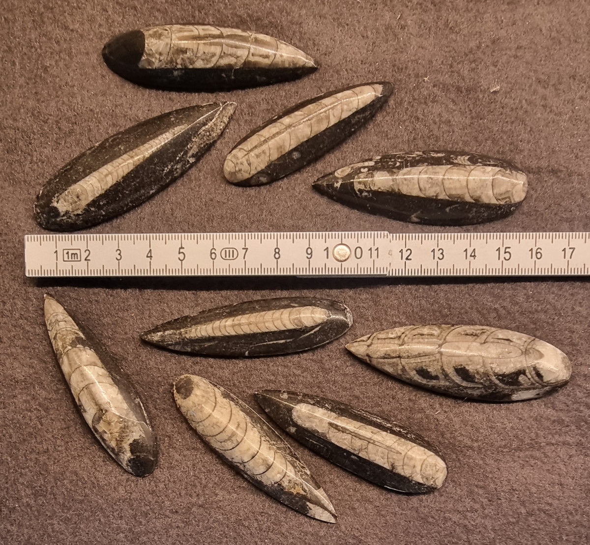 ORTHOCERAS