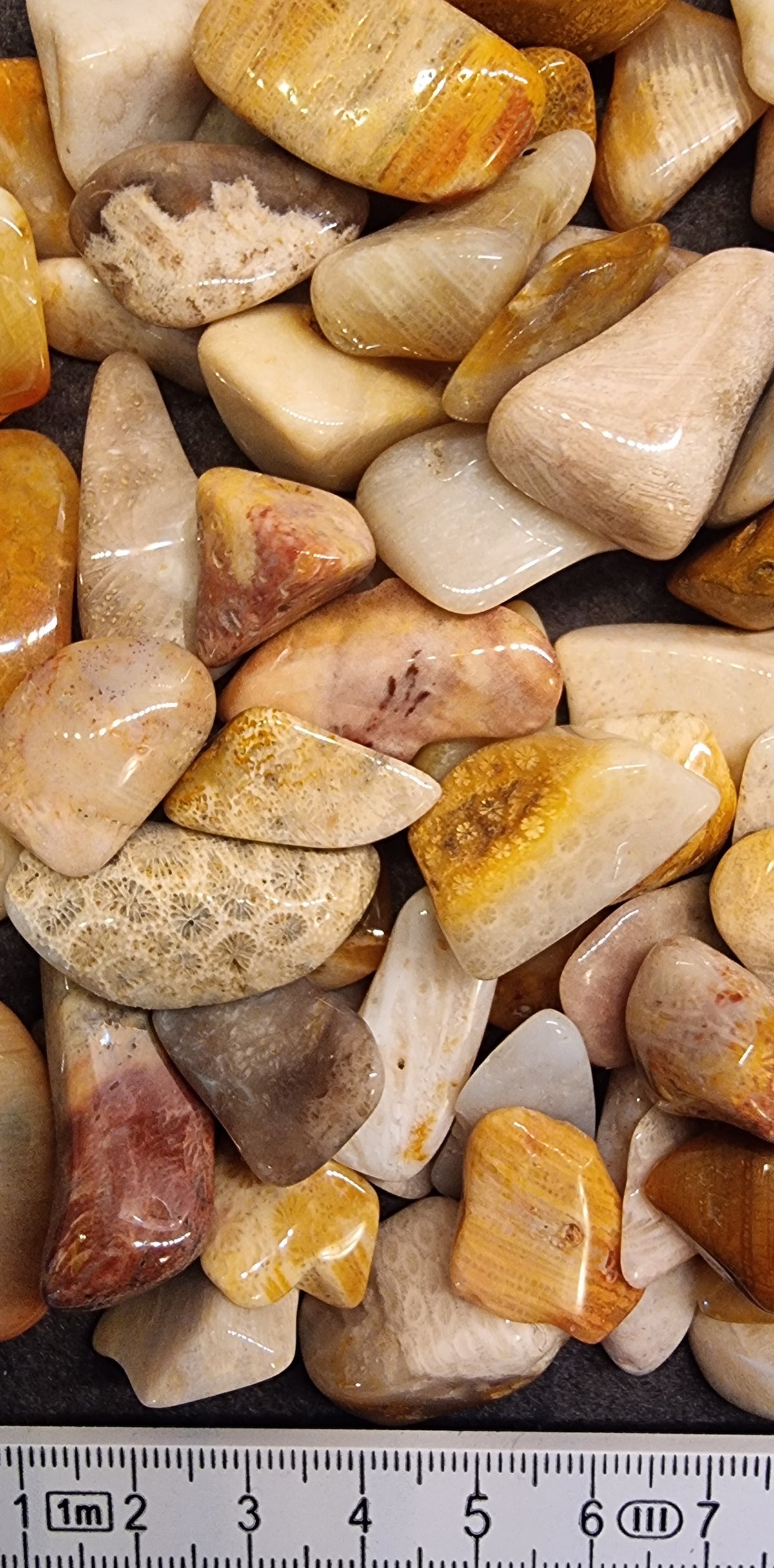 FOSSIL KORALL – AGATERT