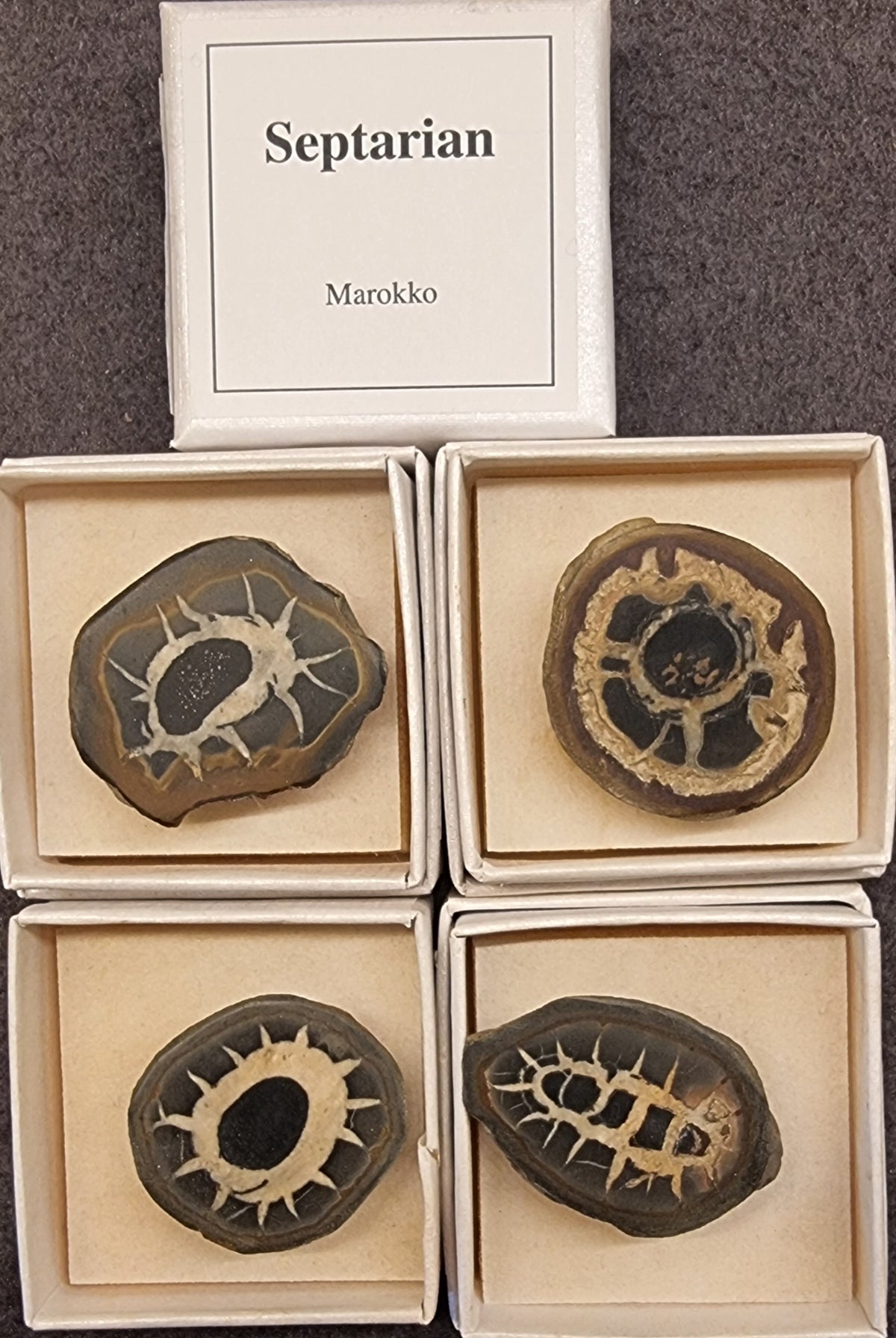 Septarian – Marokko