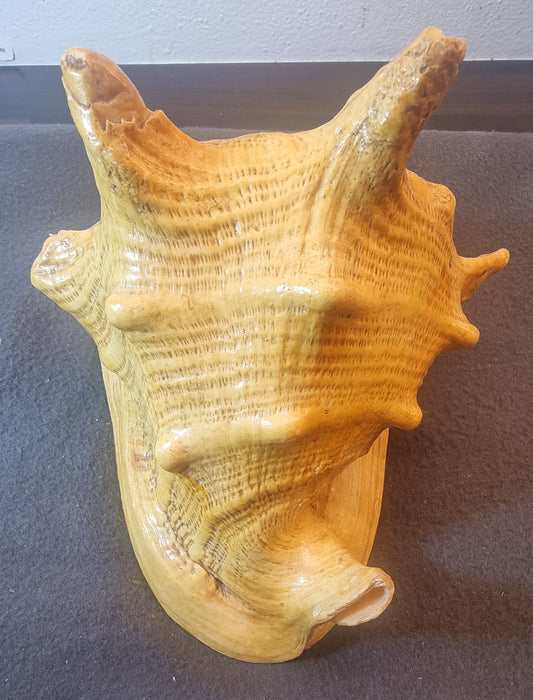 Giant Spider Conch – Lambis truncata – stort ekte sjøskjell – bilde 2 av 4