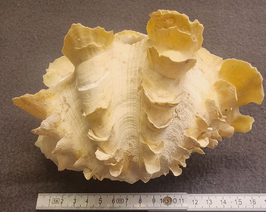 Spondylus – piggøsters – komplett skjell – bilde 2 av 4
