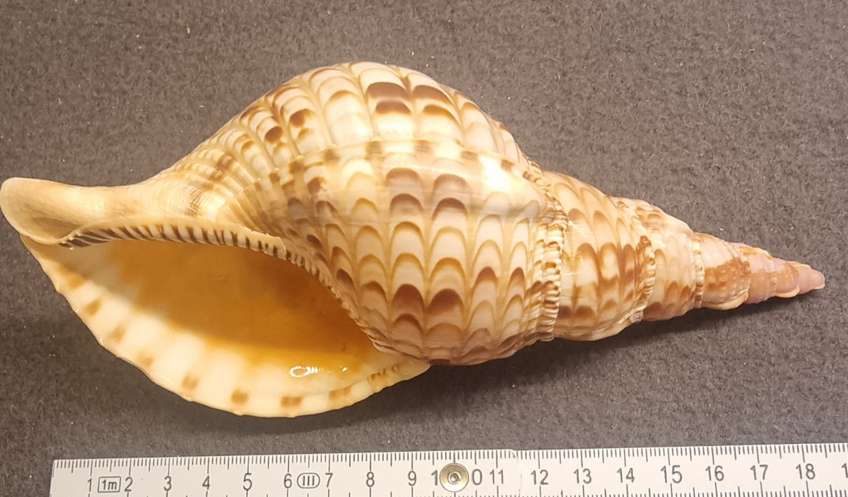 Noble Volute – Cymbiola nobilis – stort dekorativt skjell – bilde 2 av 2