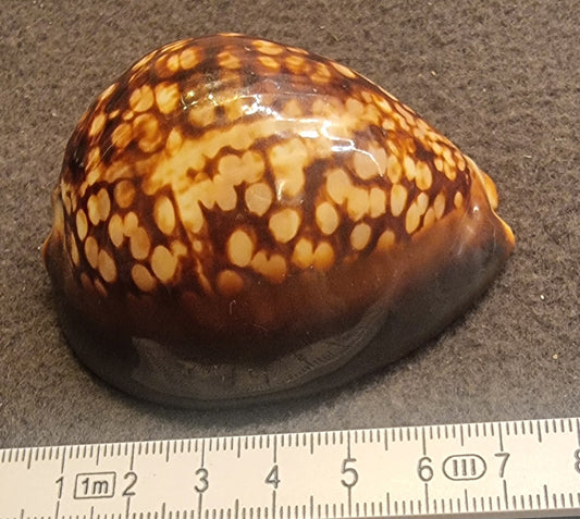 Mole Cowrie – Talparia talpa – ca. 5,5–6 cm – bilde 2 av 3
