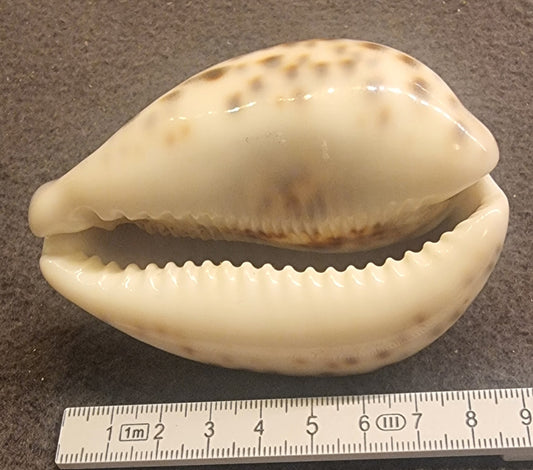 Tiger Cowrie – Cypraea tigris – ca. 7,5–8 cm – bilde 2 av 2