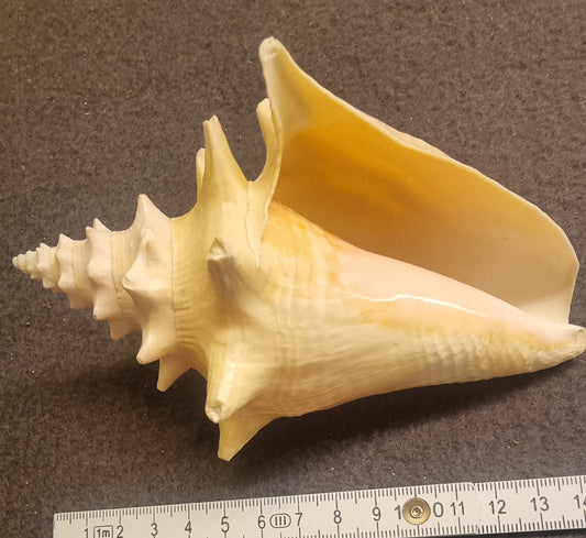 Edderkoppkonkylie – Lambis sp. – ca. 12–13 cm – bilde 2 av 3