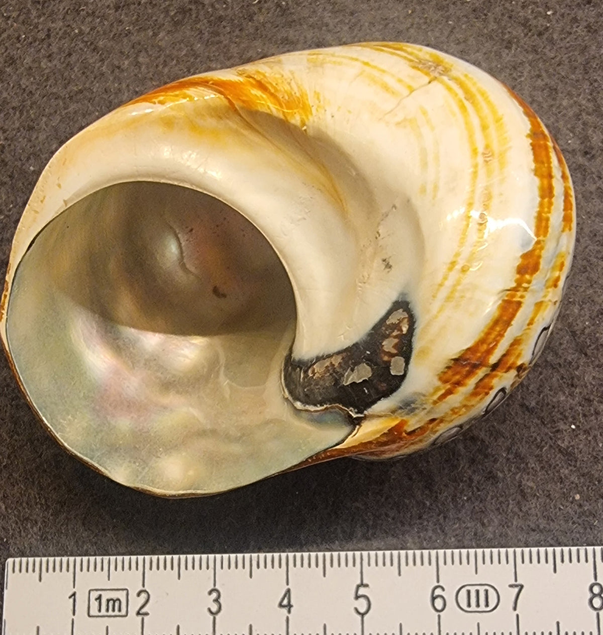 Turbo sarmaticus – polert konkylie – bilde 3 av 3