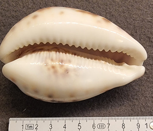 Tigerkauri – Cypraea tigris – ca. 9 cm – bilde 2 av 2