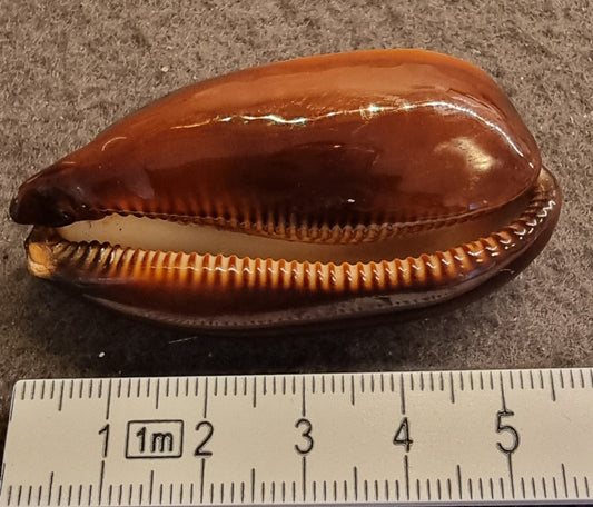 Carnelian Cowrie – Lyncina carneola – bilde 2 av 5