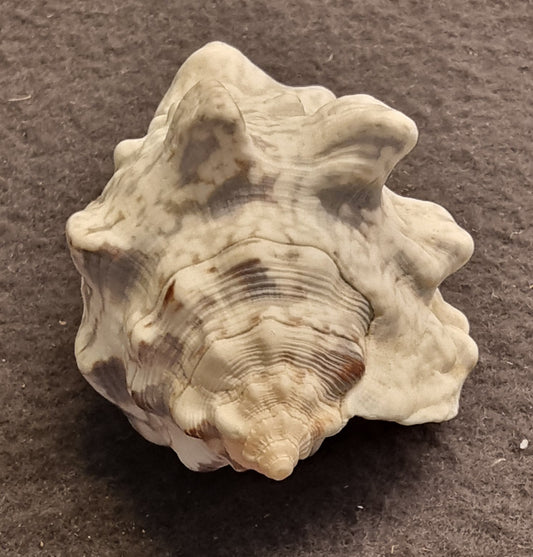 Hjelmskjell – naturlig sjøskjell – ca. 8 cm – bilde 2 av 3