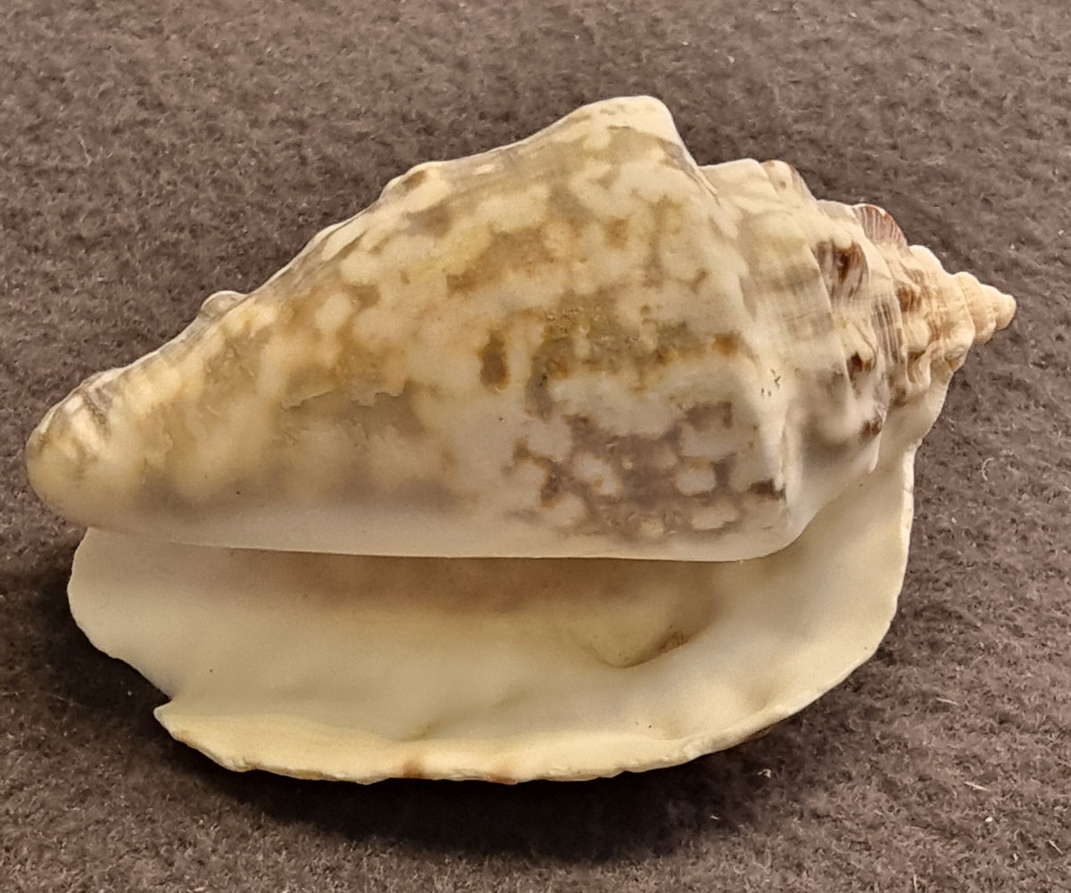 Hjelmskjell – naturlig sjøskjell – ca. 8 cm – bilde 3 av 3