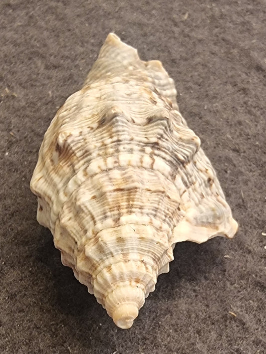 Froskesnegl – Bufonaria rana – ca. 6 cm – bilde 2 av 3