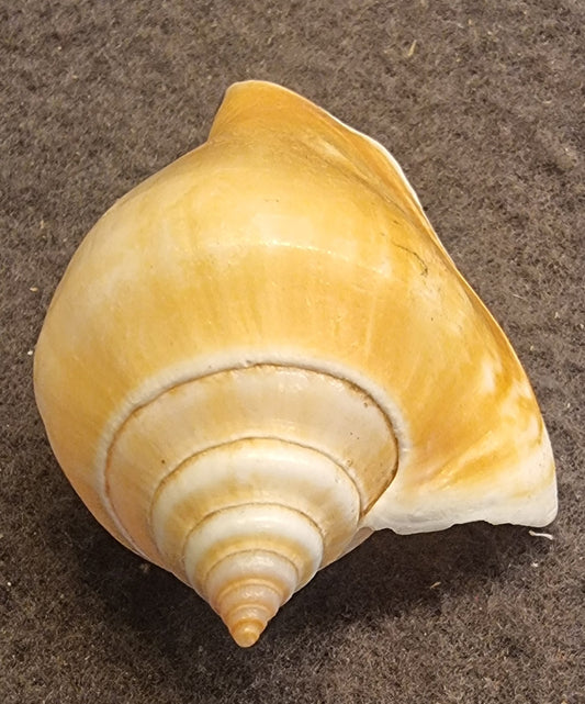 Dog Conch – Laevistrombus canarium – bilde 2 av 3