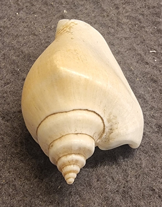 Dog Conch – Laevistrombus canarium – bilde 2 av 3