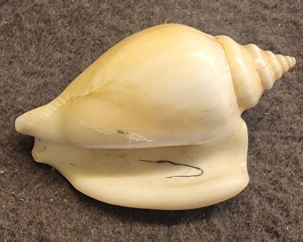 Dog Conch – Laevistrombus canarium – bilde 3 av 3