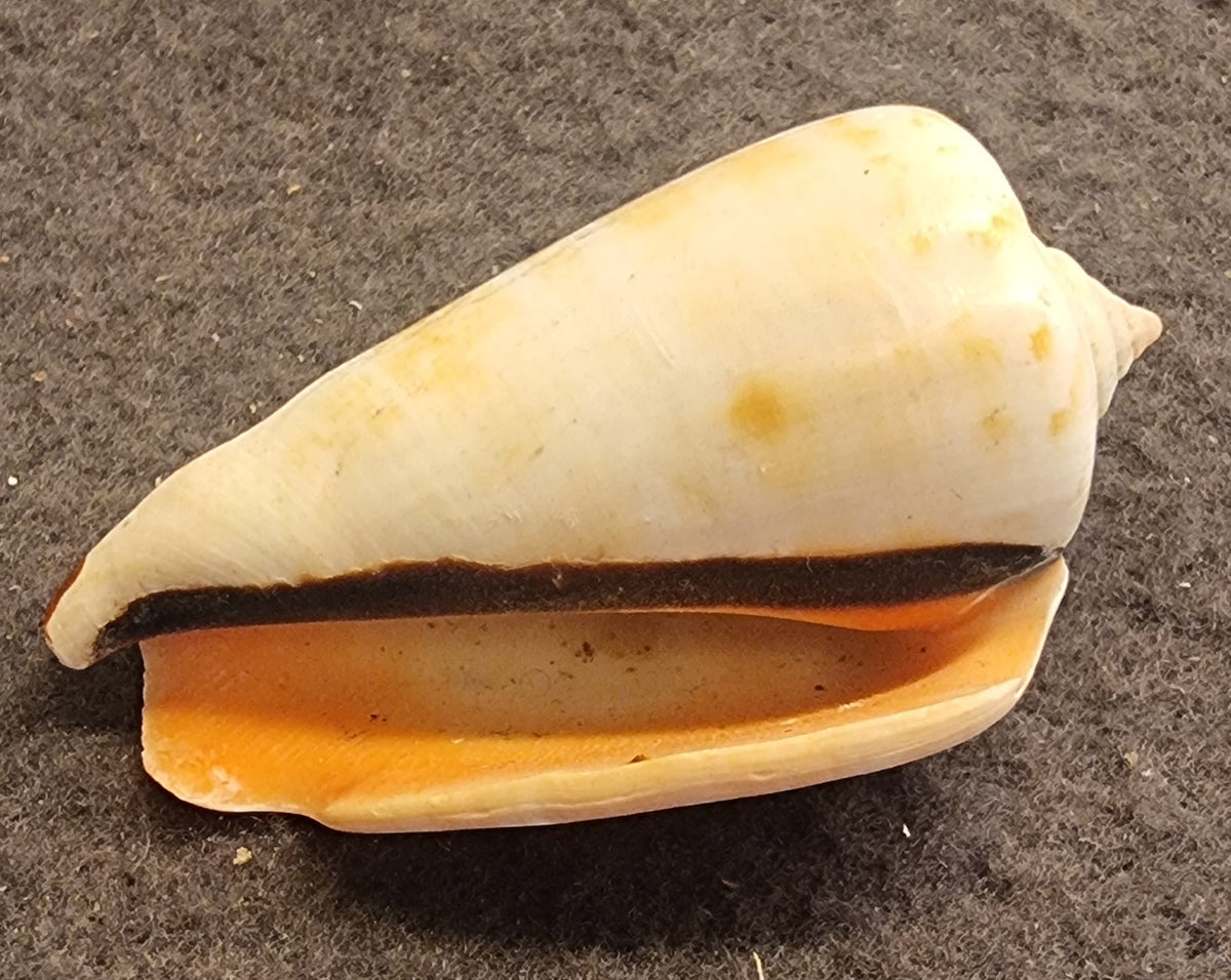 Little Bear Conch – Canarium urceus – bilde 3 av 3