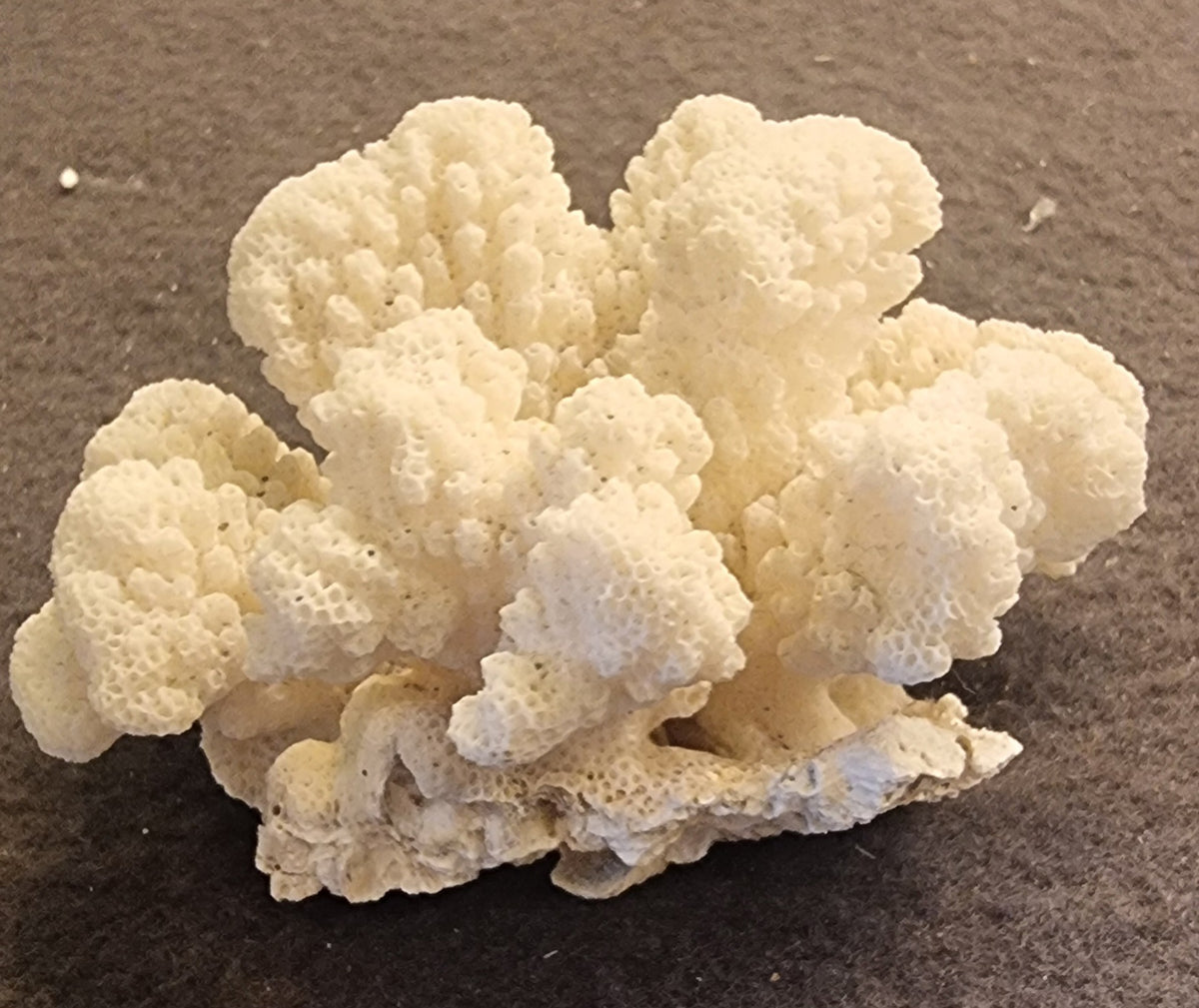 🪸 Blomkålkorall – Pocillopora sp. – naturlig korallskjelett
