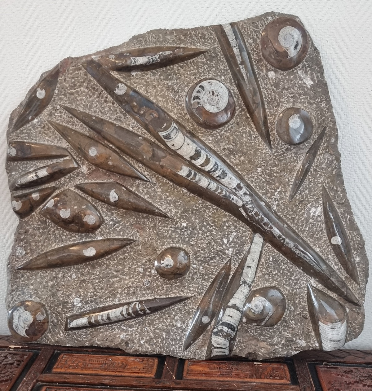 Stor Orthoceras/Ammonitt-plate