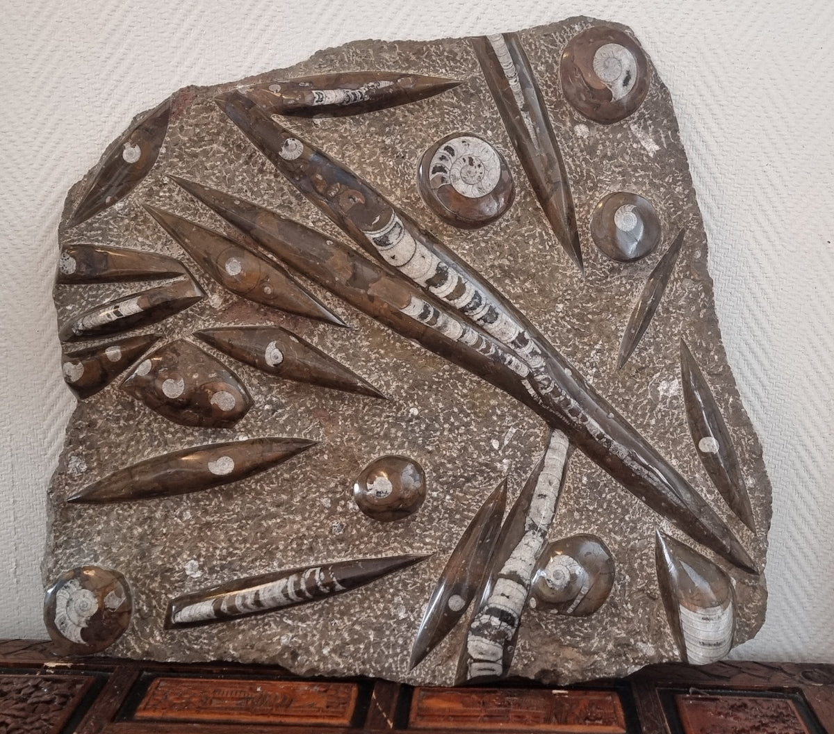 Stor Orthoceras/Ammonitt-plate – bilde 2 av 3