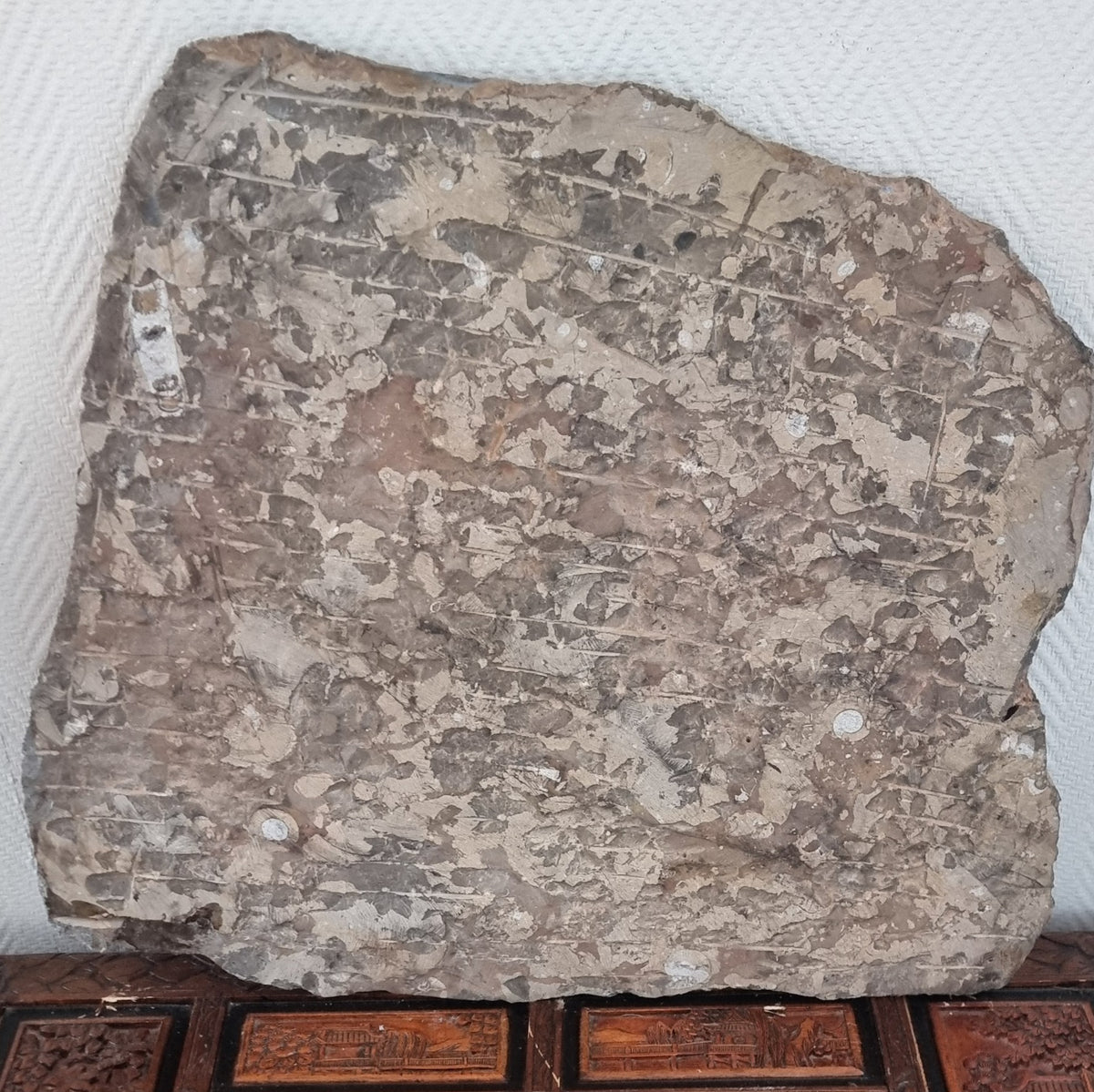 Stor Orthoceras/Ammonitt-plate – bilde 3 av 3