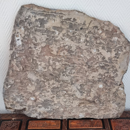 Stor Orthoceras/Ammonitt-plate – bilde 3 av 3