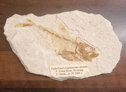 Diplomystus dentatus – Fossil fisk