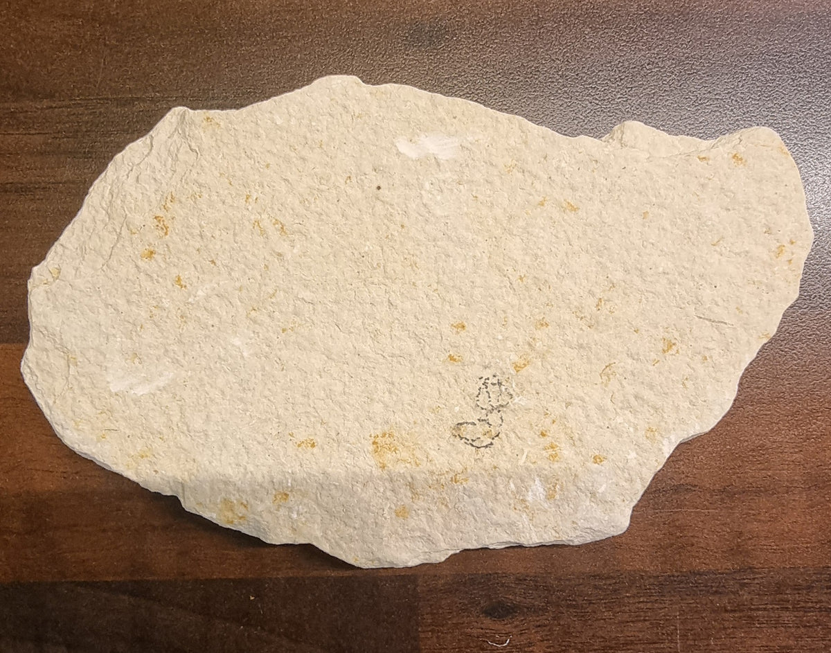 Diplomystus dentatus – Fossil fisk – bilde 2 av 2