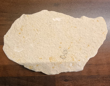 Diplomystus dentatus – Fossil fisk – bilde 2 av 2