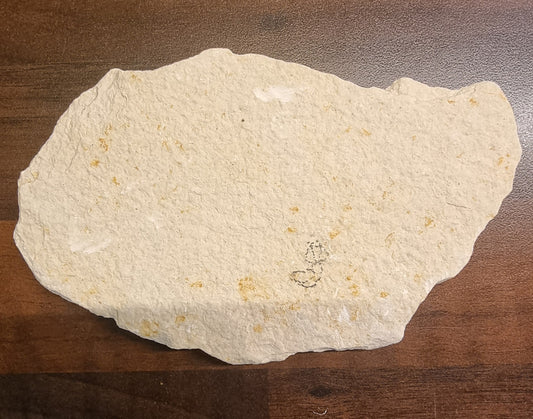 Diplomystus dentatus – Fossil fisk – bilde 2 av 2