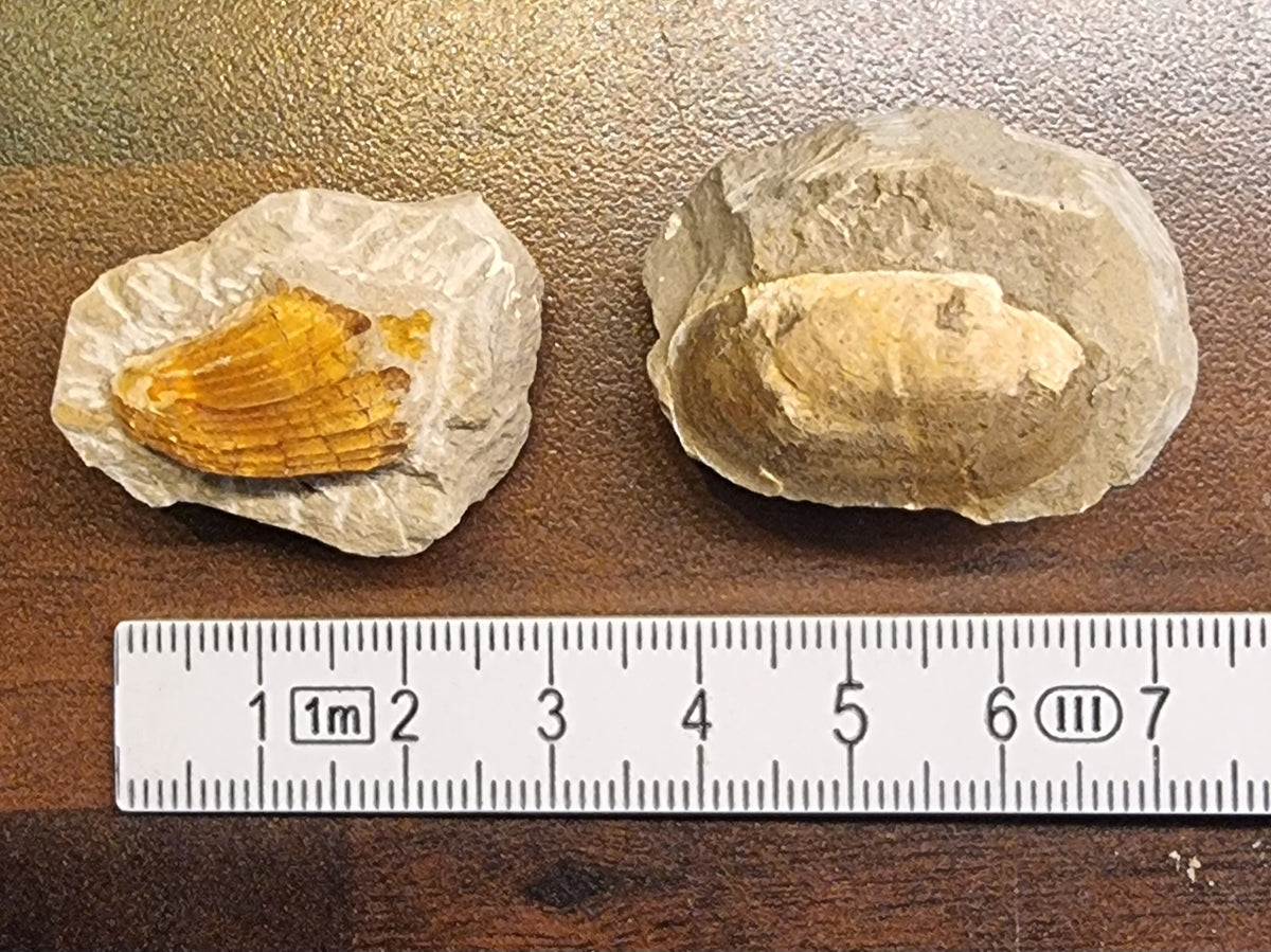 Fossile muslinger – Pass Gschütt, Østerrike (2 stk)