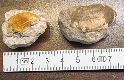 Fossile muslinger – Pass Gschütt, Østerrike (2 stk) – bilde 2 av 2
