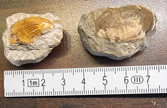 Fossile muslinger – Pass Gschütt, Østerrike (2 stk) – bilde 2 av 2