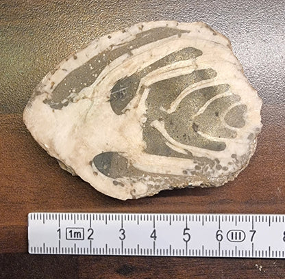 Trochacteon sp. – Fossil havsnegl – bilde 2 av 3