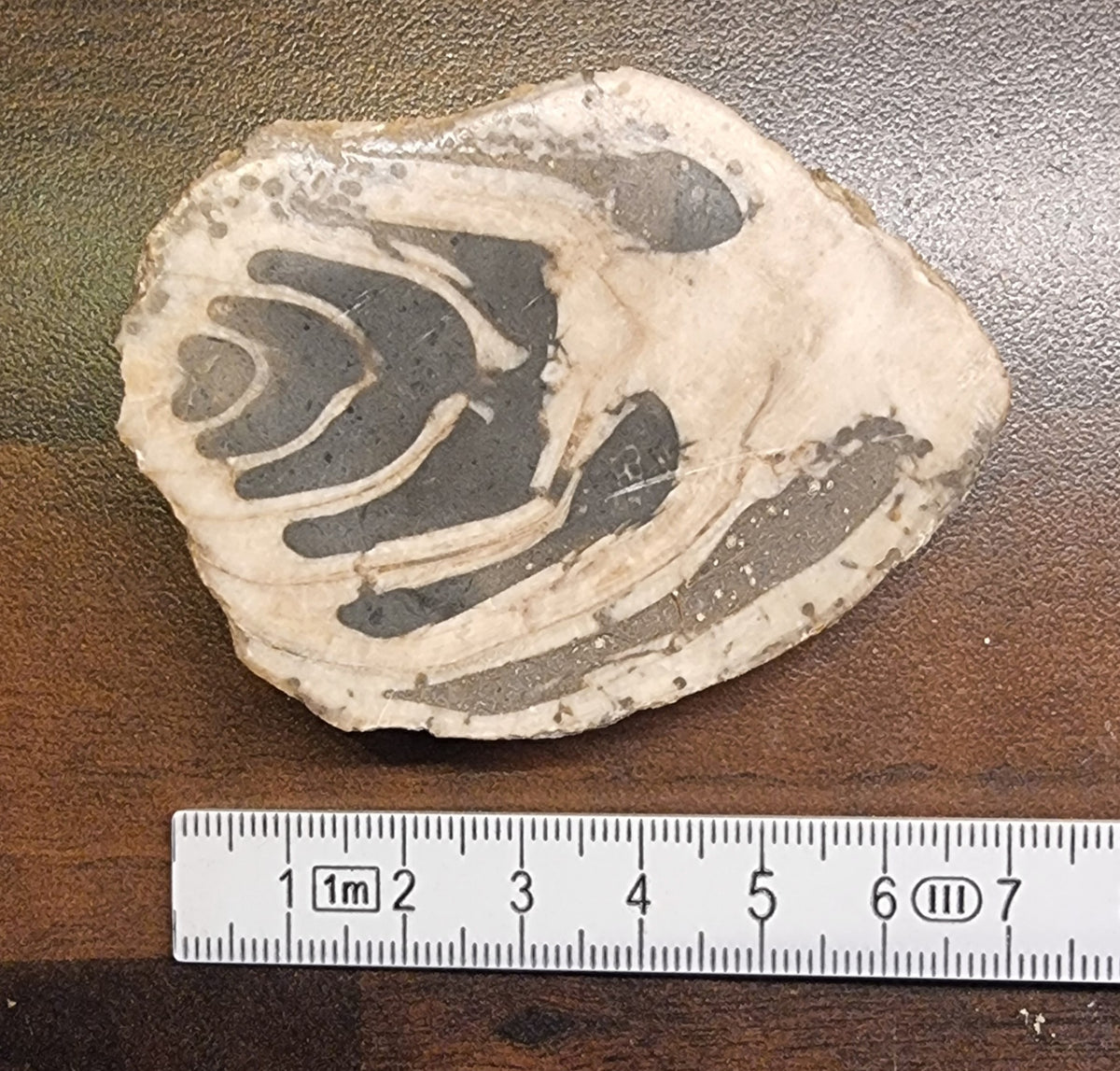 Trochacteon sp. – Fossil havsnegl