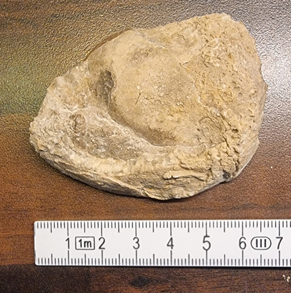 Trochacteon sp. – Fossil havsnegl – bilde 3 av 3