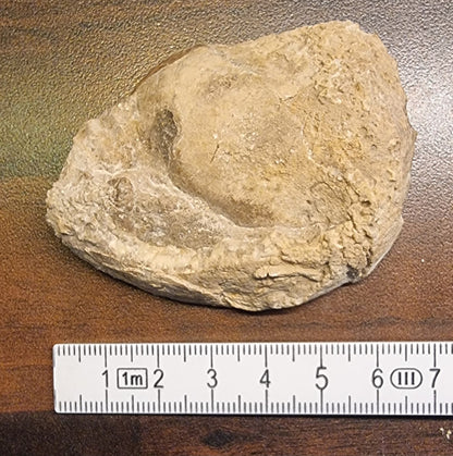 Trochacteon sp. – Fossil havsnegl – bilde 3 av 3