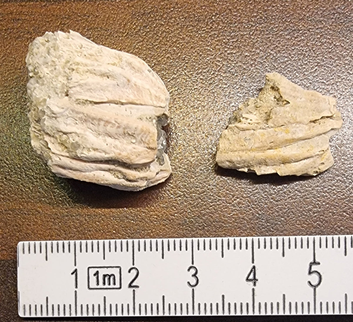 Balanus sp. – Fossil rankenfotkreps (rur)