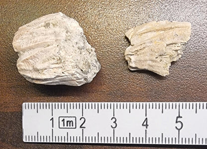 Balanus sp. – Fossil rankenfotkreps (rur) – bilde 2 av 3