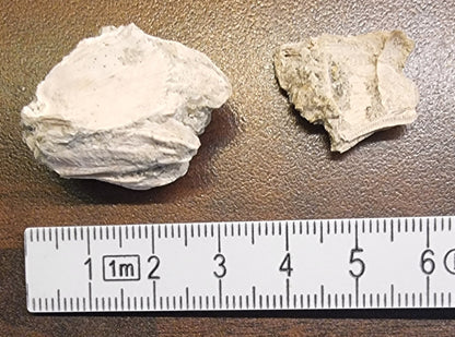 Balanus sp. – Fossil rankenfotkreps (rur) – bilde 3 av 3