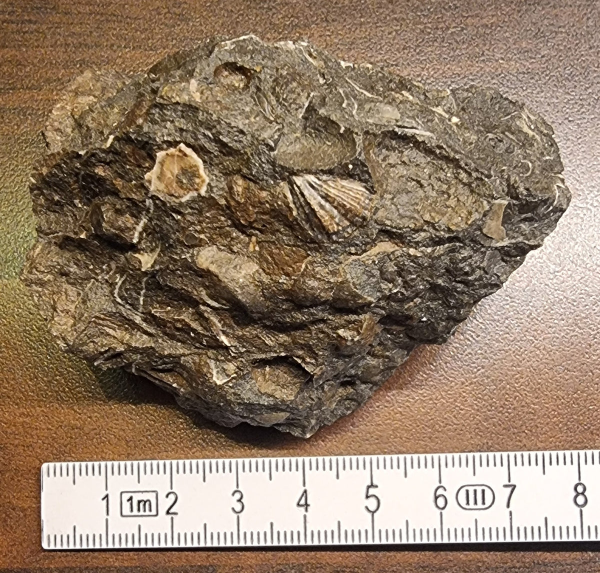 Fossilførende kalkstein – Raibler Schichten (7 x 5,5 cm)