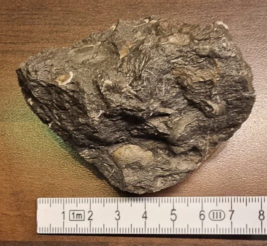 Fossilførende kalkstein – Raibler Schichten (7 x 5,5 cm) – bilde 2 av 4