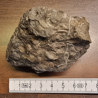 Fossilførende kalkstein – Raibler Schichten (7 x 5,5 cm) – bilde 3 av 4